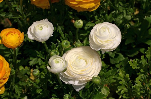 Ранункулюс Пикоти розовый