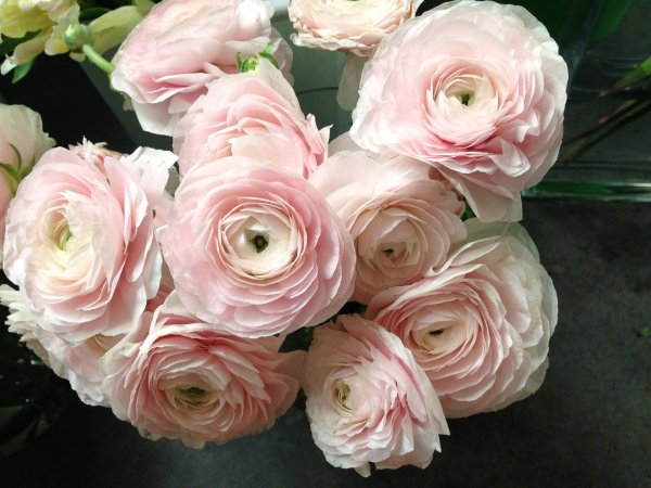 Лютик махровый ранункулюс