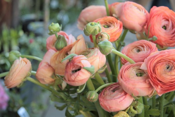 Ранункулюс Гранд пастель