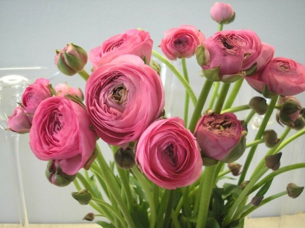 Лютик ранункулюс