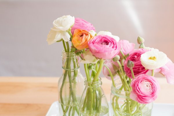 Цветы лютики-ранункулюсы