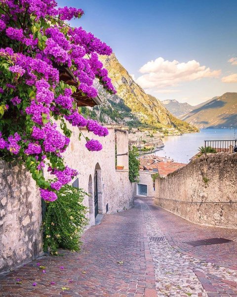 Португалия бугенвиллия