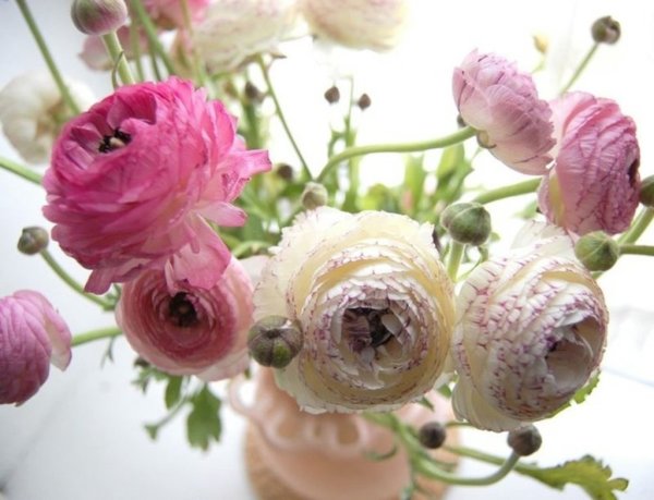 Лютик ранункулюс Цветущая Долина