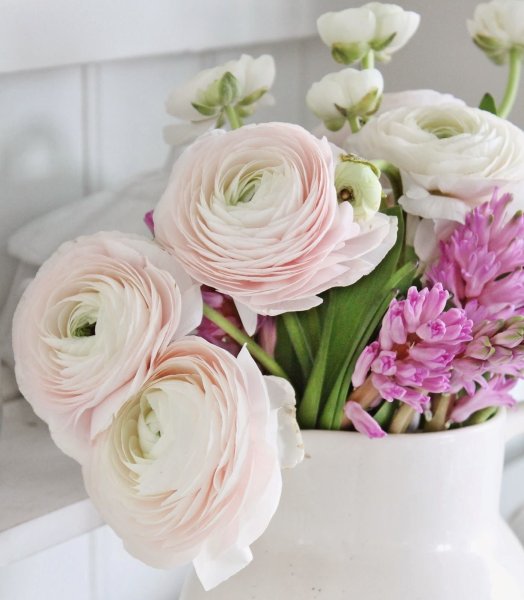 Ранункулюс пионовидный