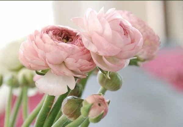 Ранункулюс ред