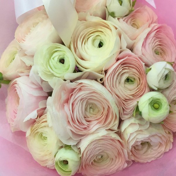 Ранункулюс Пикоти оранж