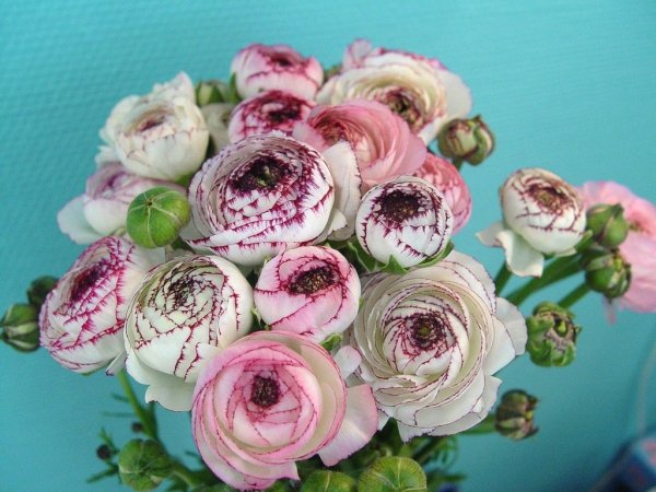 Ранункулюс кустовой