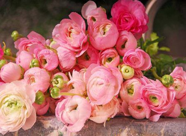 Ранункулус Клуни супер