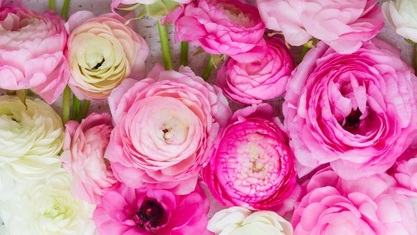 Ранункулус Клуни конфетти