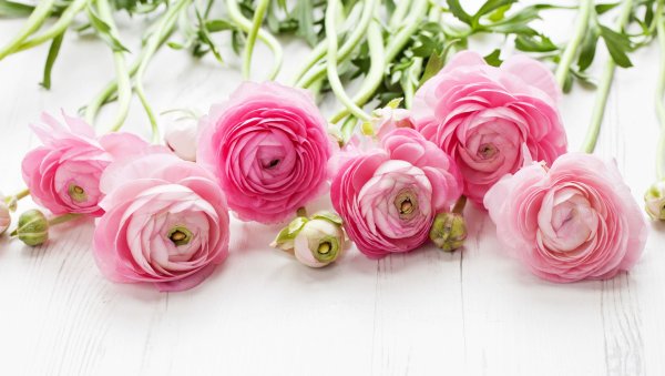 Ранункулус Клуни лимон