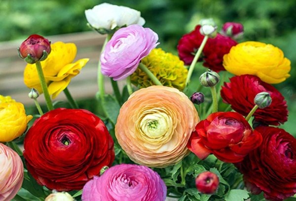 Ранункулюс Монобукет