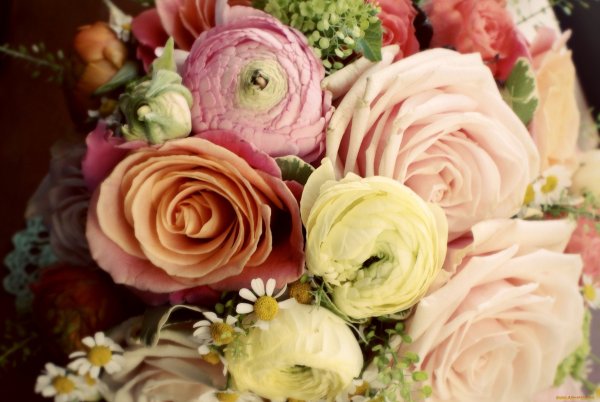 Ранункулюс цветы