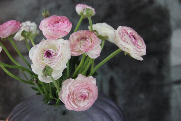 Ранункулюс Пикоти розовый