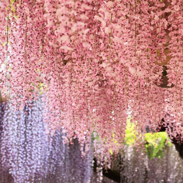 Глициния Pink