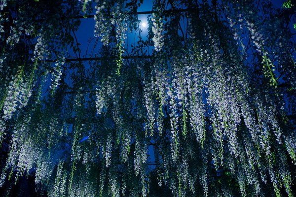 Глициния синяя