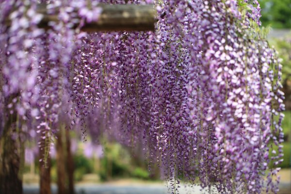 Висячие цветы Франция