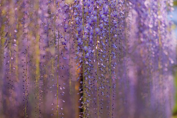 Висячие цветы