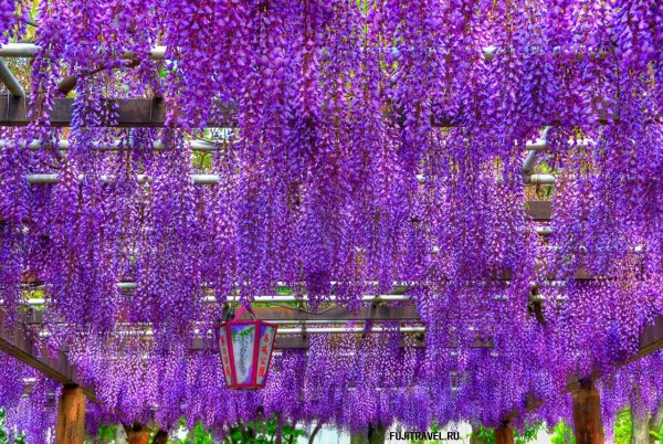 34813 Глициния