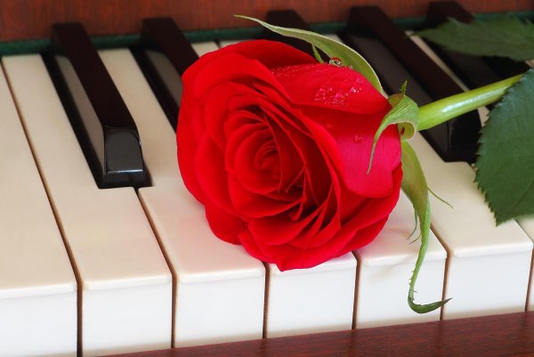 Роза на клавишах