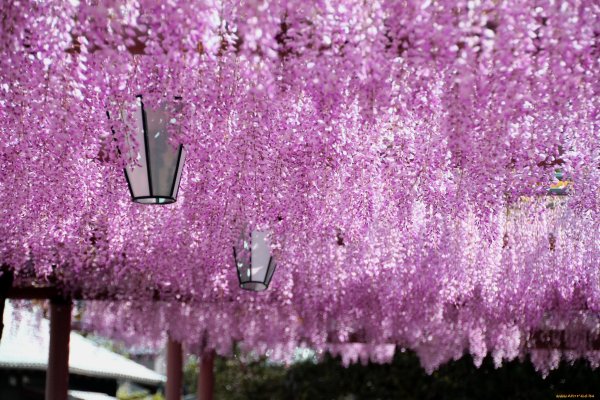 Сад кавачи Фудзи, Япония