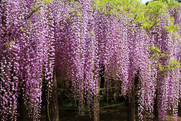 Глициния обильноцветковая