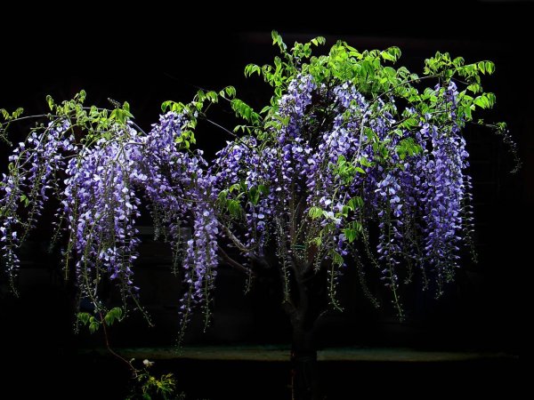 Глициния Вьюн