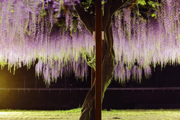 Ива Глициния