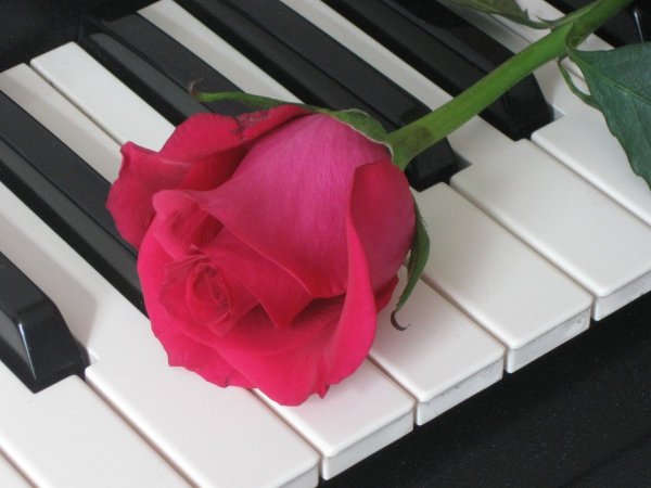 Цветы для музыканта