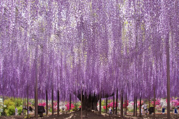 Глициния сиреневая "китайская"