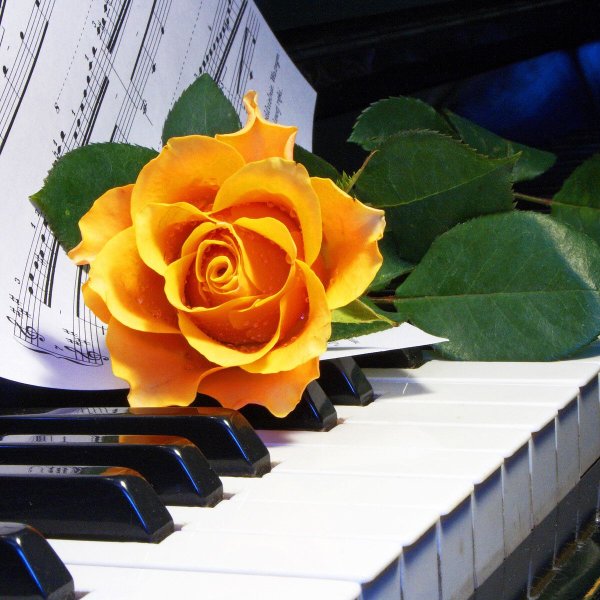 Роза на пианино