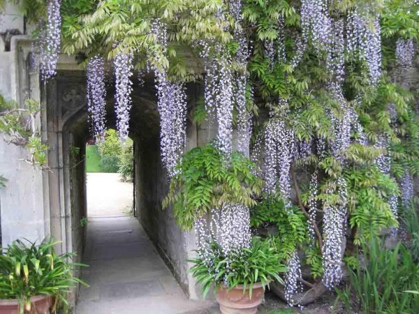 Глициния Вистерия Лиана