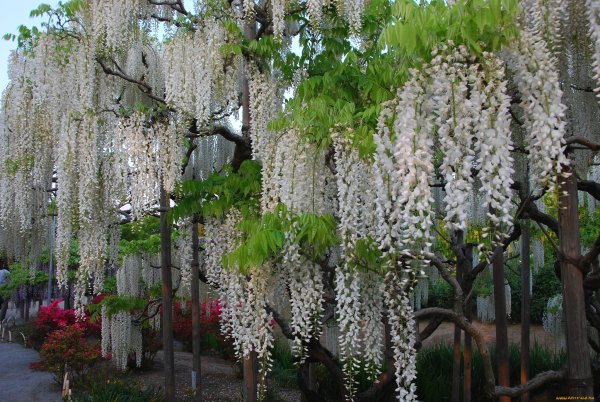 Белая Глициния дерево