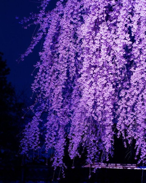 Сакура и Глициния