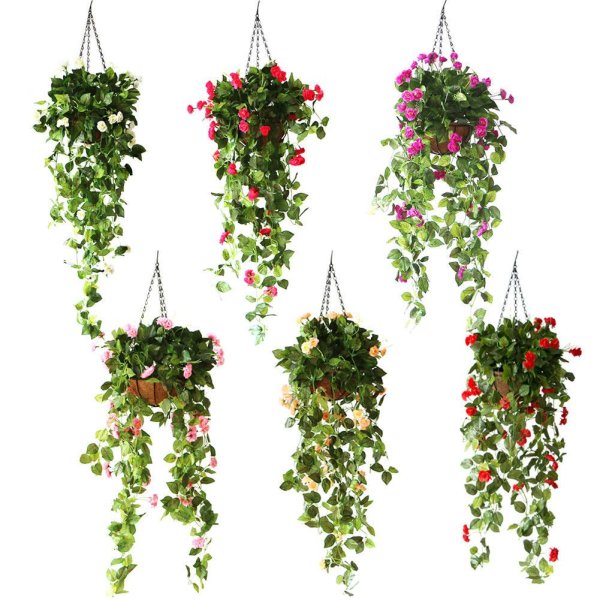 Плющ ампельный живой