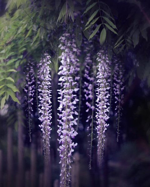 Глициния цветок КРД