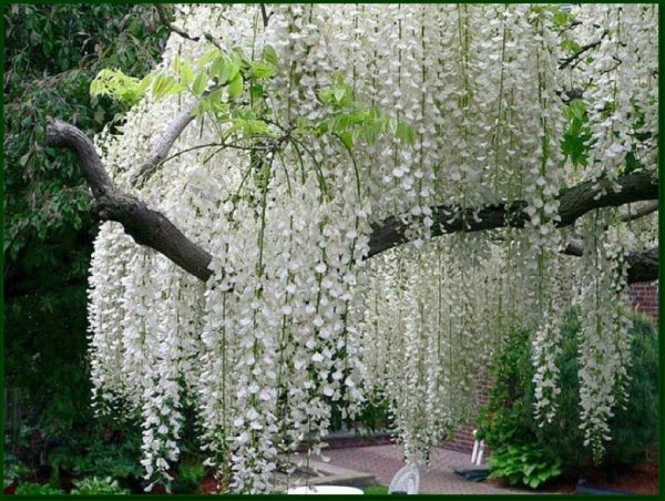 Глициния и белая Акация