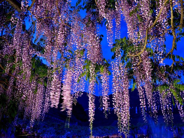 Глициния дерево