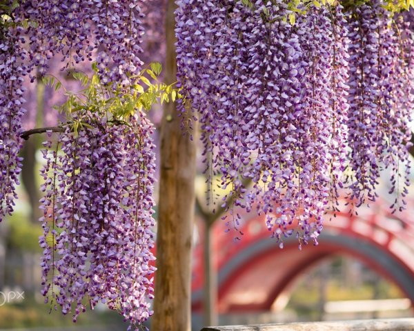 Лиана китайская Глициния в Ереване