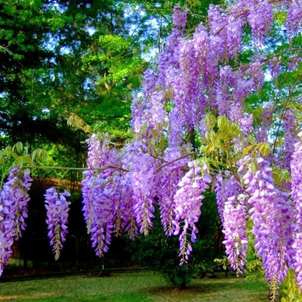 Бобовник Лиана