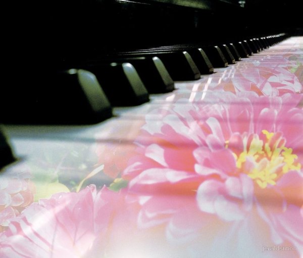 Роза на клавишах рояля