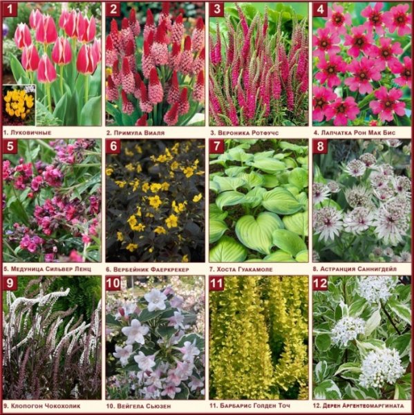 Летнецветущие многолетники