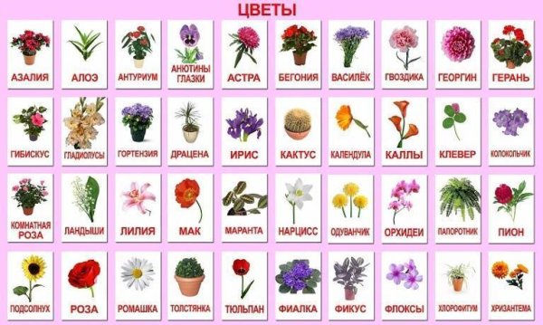 Цветы названия