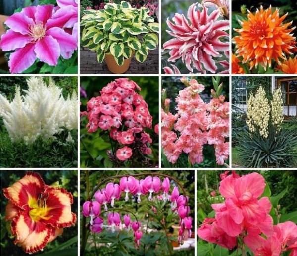 Картинки многолетних цветов с названиями