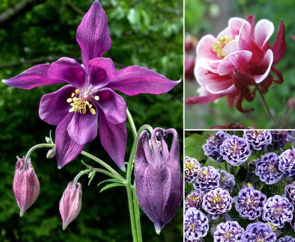 Водосбор цветок ядовитый или нет