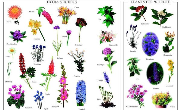 Цветы названия с картинками