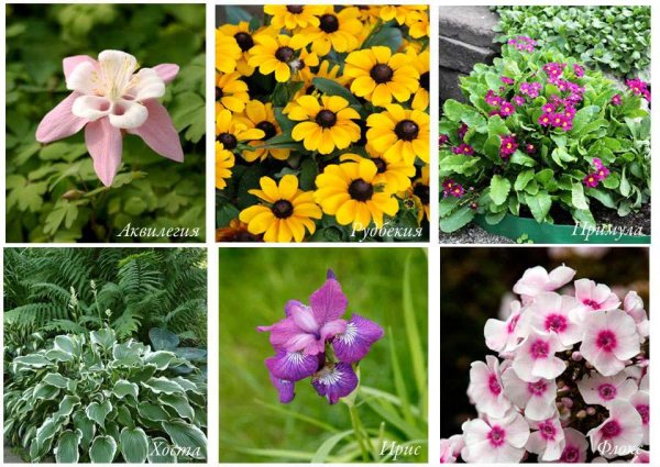 Цветы которые растут на клумбе