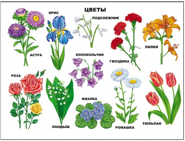 Многолетние цветы цветущие все лето: основные виды и советы по поливу