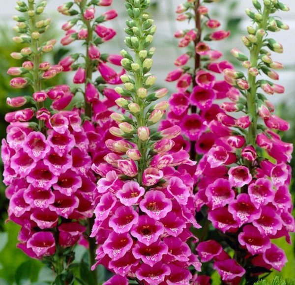 Многолетние низкорослые цветы цветущие