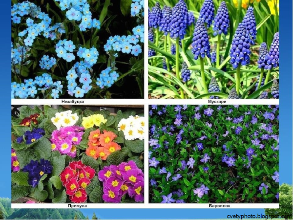 Дельфиниум Magic Fountains