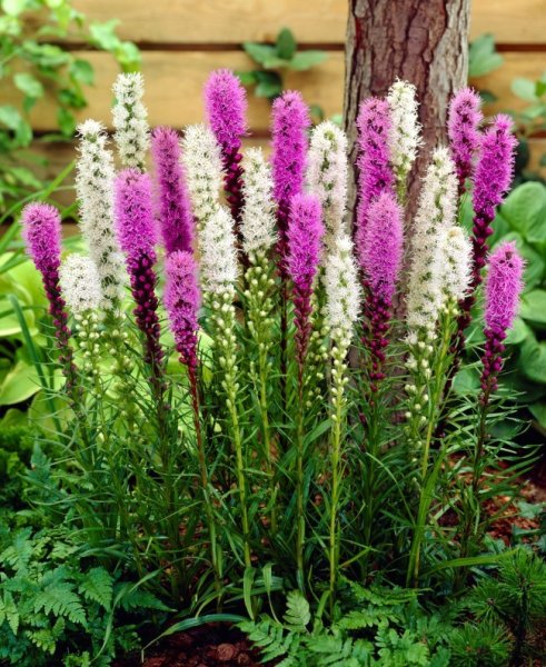 Цветы для клумбыназкания